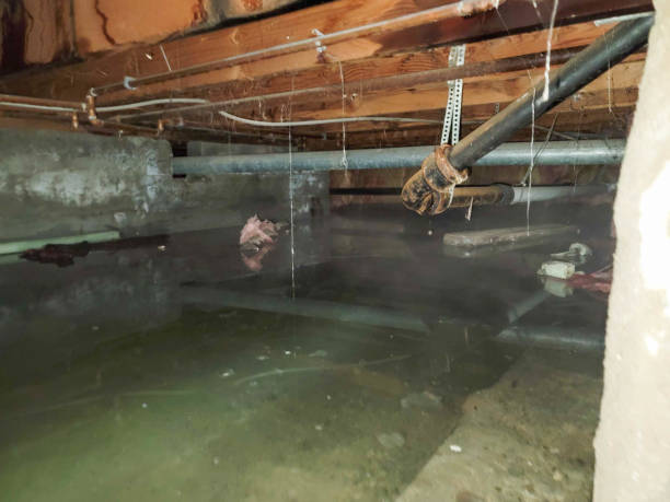 Best Carpet water damage restoration  in Bloomingdale, GA